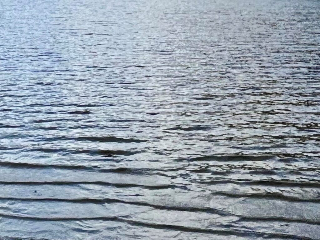 Salomé Lopes Coelho presenting at the II Coloquio Ecologías Críticas